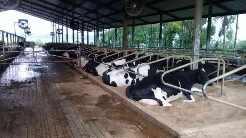 Na propriedade rural da famlia, em Piumhi, Maria Stelita Vaz Goulart produz mdia de 4 mil litros de leite anualmente.(foto: Arquivo pessoal)