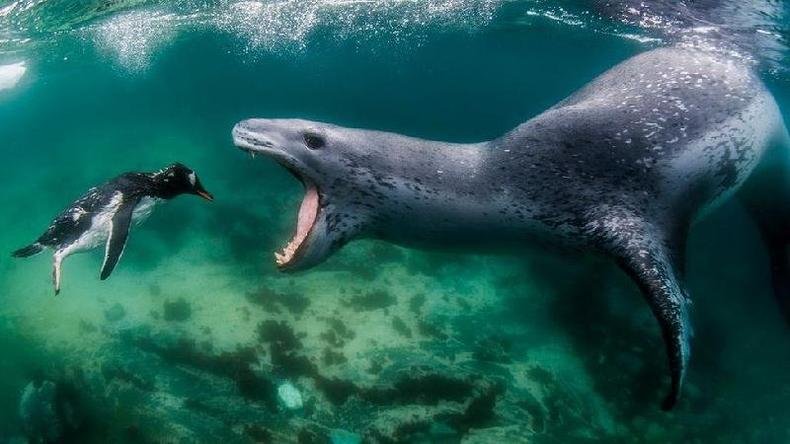Nas guas geladas da Antrtida, Amos Nachoum fotografou uma foca-leopardo caando um pinguim(foto: Amos Nachoum )