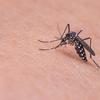 Dengue: cresce 221% o número de positivados nos laboratórios privados