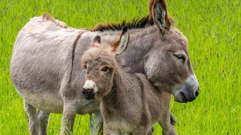 Os burros tiveram importância surpreendente no comércio, na religião e nas guerras ao longo da história humana(foto: Getty Images) Um burro com sua cria no meio de um pasto verde