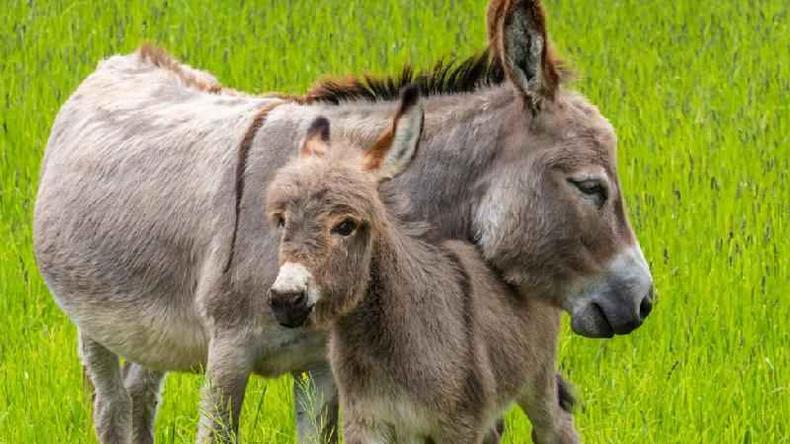 Um burro com sua cria no meio de um pasto verde