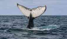 Litoral norte de So Paulo tem recorde de passagem de baleias jubarte
