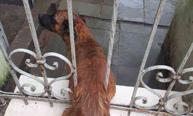 Cadela fica 'entalada' nas grades de porto em Alfenas(foto: CBMMG/divulgao)