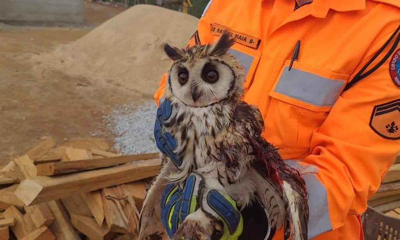 Coruja sendo segurada por um militar dos bombeiros de laranja, asa do animal est sangrando