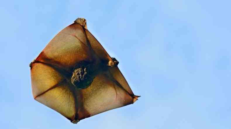 Lembrando uma pipa, os colugos podem planar por at 150m no ar(foto: THAWATS/GETTY IMAGES)