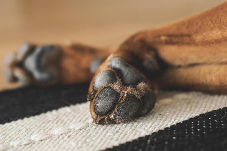 Pata de cachorro morto por envenenamento 