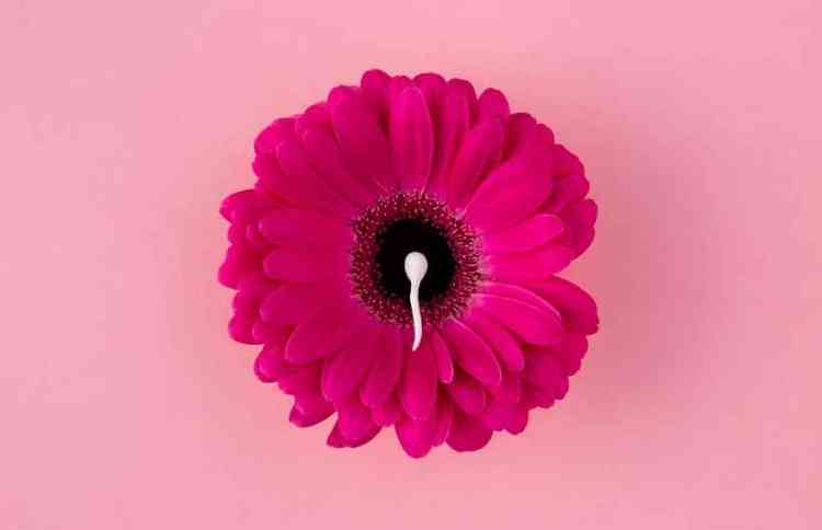 Espermatozoides planos e flor rosa