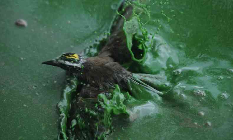 pássaro sobre a água verde escura e poluída da Lagoa da Pampulha tenta voar na manhã desta terça-feira (4/1)