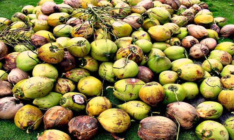 vrios cocos verdes e marrons 