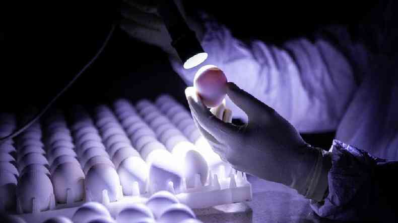 Ovos sendo inspecionados no Butantan;  neles que est sendo injetado vrus da 'doena de Newcastle' com protena S do coronavrus, para produzir a ButanVac(foto: Instituto Butantan)