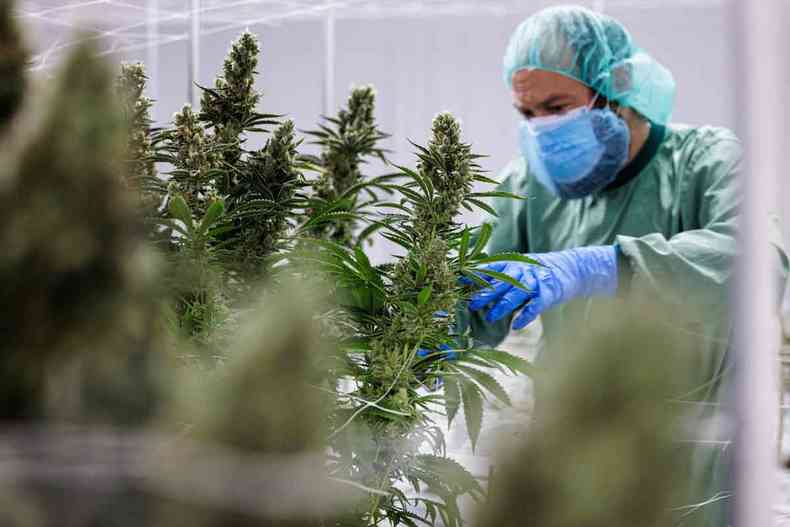  Farmacutica alem cultiva e produz cannabis para uso medicinal 