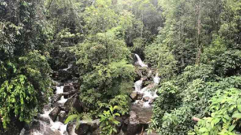 A reserva florestal Sinharaja  um patrimnio da Unesco(foto: BBC)
