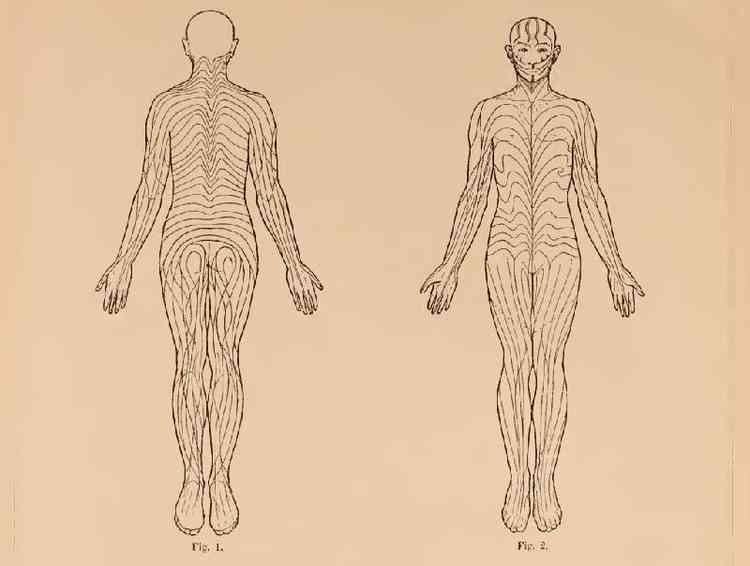 Ilustração mostrando linhas que percorrem o corpo