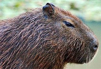 (foto: Reprodução/Agência Fapesp)