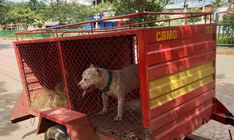 Co da raa pitbull dentro da carrocinha do corpo de bombeiros. 