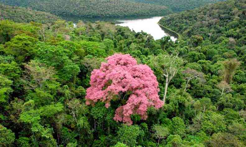 Minas Gerais  o estado onde se registra o maior ndice de desmatamento da mata atlntica (foto: Mitras/Divulgao )