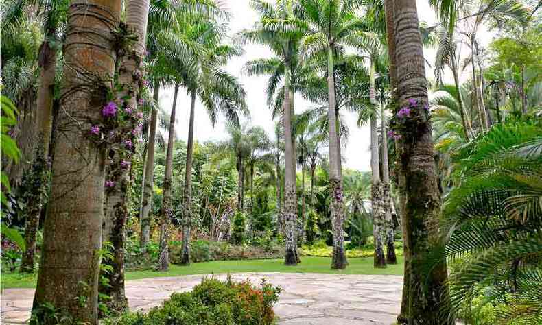 Largo das Orqudeas, onde plantas da espcie Cattleya walkeriana so cultivadas no tronco das palmeiras (foto: William Gomes/Divulgao)