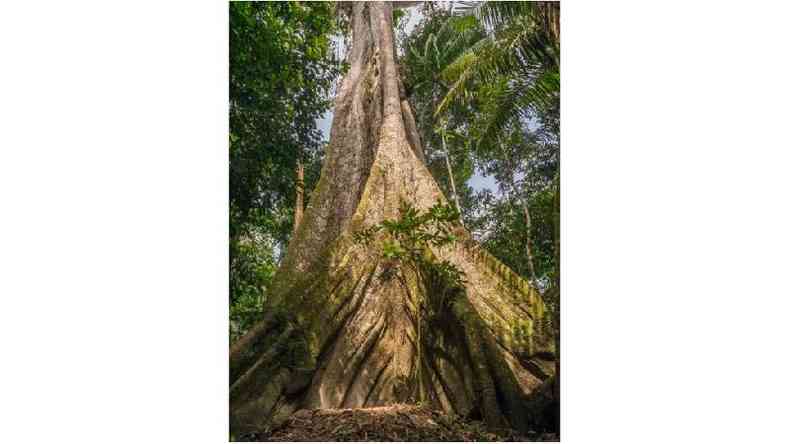 Preservao da Amaznia  considerada crucial para atenuar as mudanas climticas, pois a floresta em p armazena grande quantidade de carbono(foto: Getty Images)