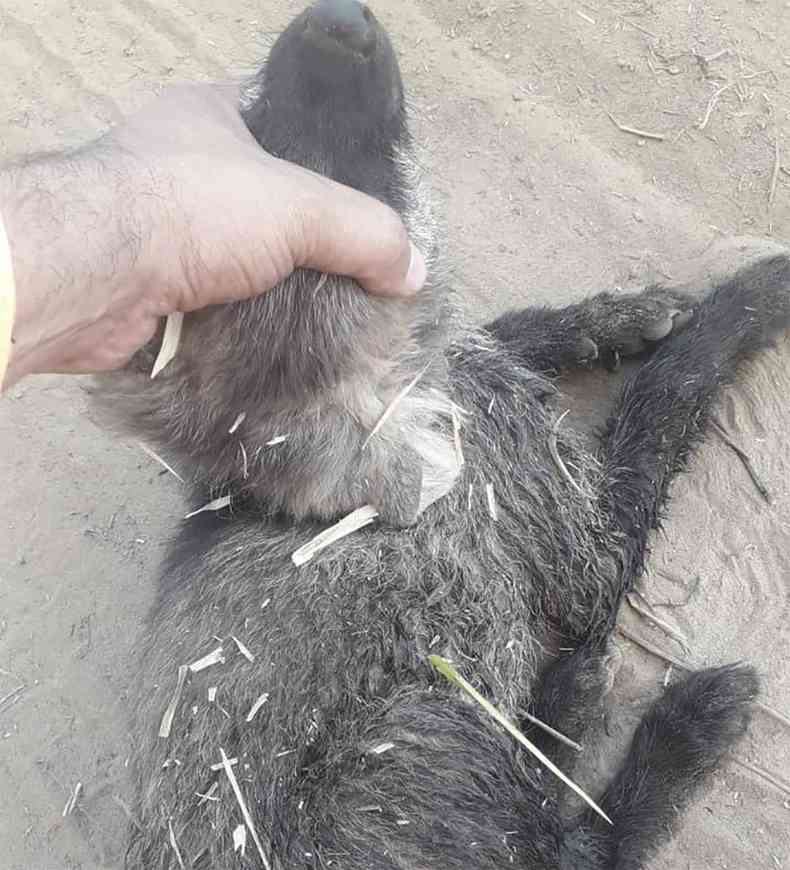 Um dos filhotes de lobo-guar salvos de incndio em Tupaciguara pelos bombeiros animal pego pela mo