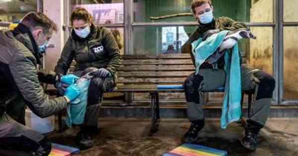 Understanding bird flu risks through discovery of new strains – THAAD