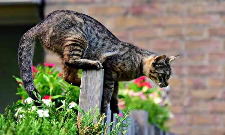 gato em cima de uma cerca de jardim com plantas
