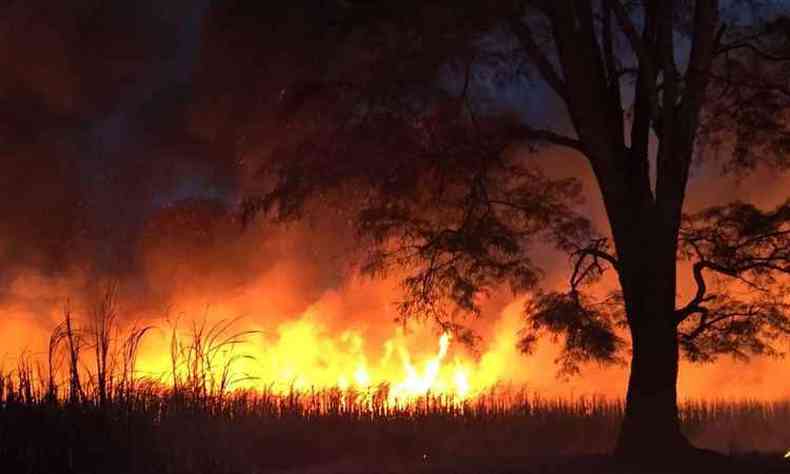 Chamas deram muito trabalho aos bombeiros e funcionrios de usinas da regio(foto: Corpo de Bombeiros/Divulgao)