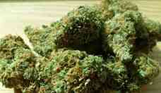 Uso de cannabis est ligado a menor gravidade dos sintomas da COVID-19