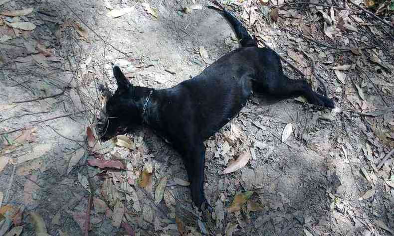 Pretinha, assim era chamada por moradores a cadelinha morta em Caet. Ativista e ONG se juntaram para repercutir o fato(foto: Divulgao/WhatsApp)