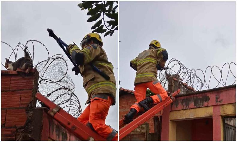 Militares identificaram que o felino apresentava vários cortes pelo corpo e estava arredio devido ao estresse causado pela situação(foto: Corpo de Bombeiros/Divulgação) Militares identificaram que o felino apresentava vários cortes pelo corpo