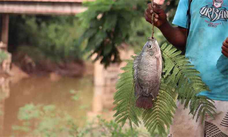 Sem água em função da lama, peixes começam a morrer ao longo do Rio Paraopeba(foto: Renan Damasceno/EM/D.A Press)