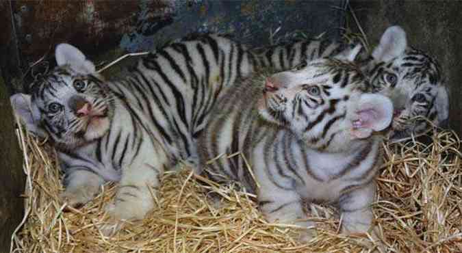 Os trs filhotes nasceram em julho deste ano, nasce um Tigre de Bengala Branco a cada dez mil tigres(foto: Divulgao / www.liberec.idnes.cz)