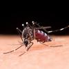 Qdenga: OMS passa a recomenda vacina contra a dengue da Takeda 