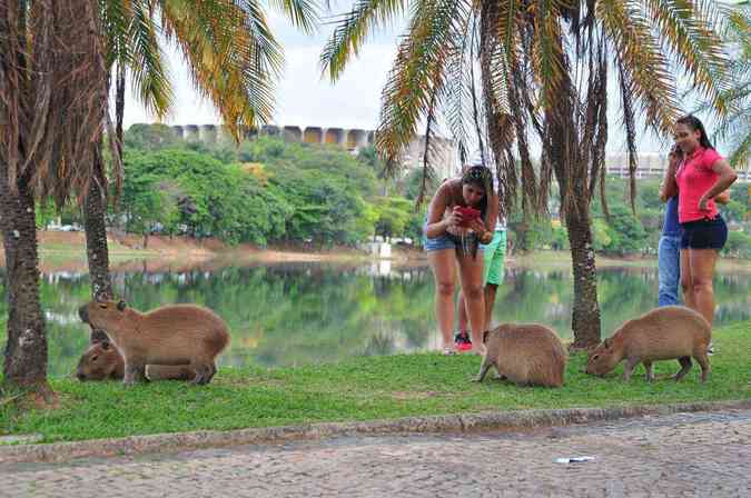 Turistas fotografam capivaras na orla da lagoa: a polmica sobre os hospedeiros do carrapato que transmite a maculosa se arrasta desde 2013(foto: Ramon Lisboa/EM/D.A Press %u2013 14/10/16)