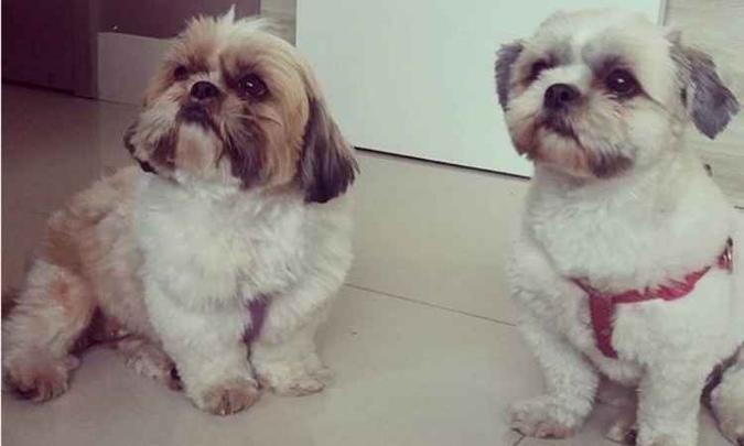 Pela lei, os animais não poderão se comparar a objetos inanimados(foto: Juliana Cipriani / EM / D.A. Press) Pela lei, os animais não poderão se comparar a objetos inanimados(foto: Juliana Cipriani / EM / D.A. Press)