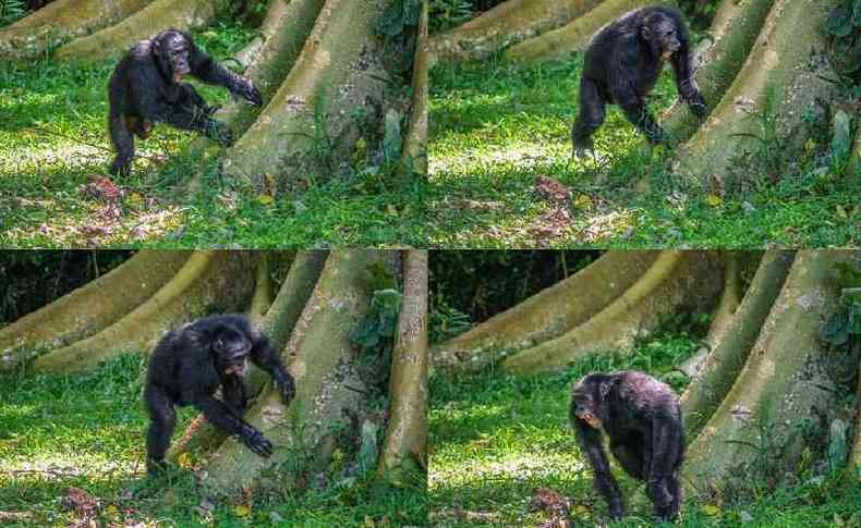 Chimpanz batendo na raiz de rvore