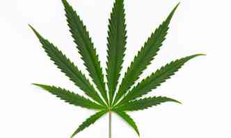 Desenho da folha da planta Cannabis sativa, da qual sao extraidos o canabidiol e o tetrahidrocannabino(foto: Reproducao da Internet )