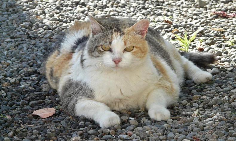 gato obeso