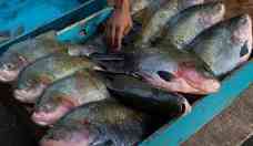 Como China superou Brasil e virou grande produtora de peixes amaznicos