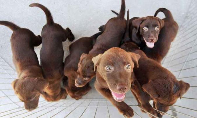 A nova lei pretende vai punir também quem abandonar os animais(foto: Marcelo Horn/ GERJ) A nova lei pretende vai punir também quem abandonar os animais(foto: Marcelo Horn/ GERJ)