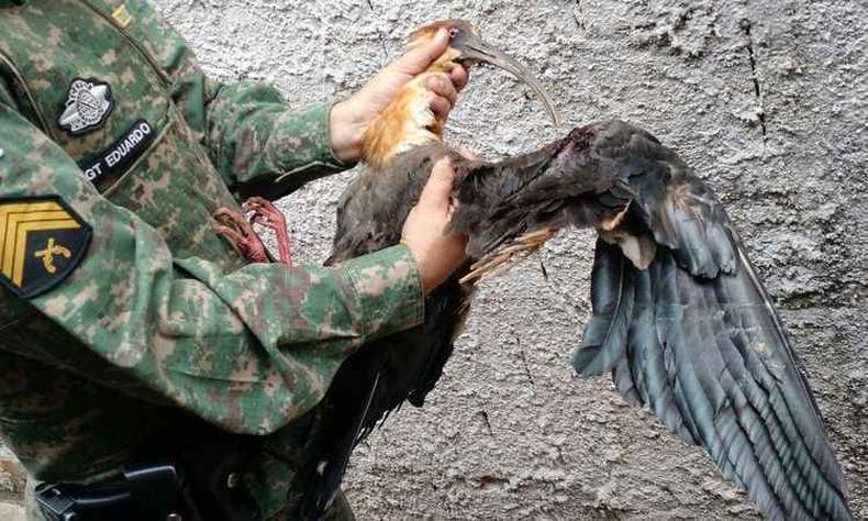 Ave pode ter sido atingida por pedradas ou tiros. Se recuperar, retornará ao seu habitar (foto: Polícia Meio Ambiente/Divulgação) Ave pode ter sido atingida por pedradas ou tiros. Se recuperar, retornará ao seu habitar (foto: Polícia Meio Ambiente/Divulgação)
