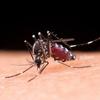Dengue e chikungunya: testes da Fiocruz revelam alto índice de coinfecção 