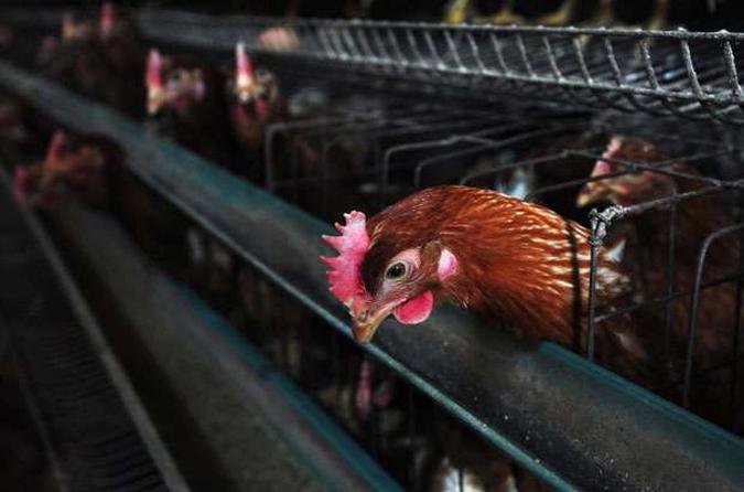 Segundo comiss�o chinesa, � improv�vel que o v�rus se espalhe com facilidade entre humanos(foto: CHINA OUT AFP PHOTO)