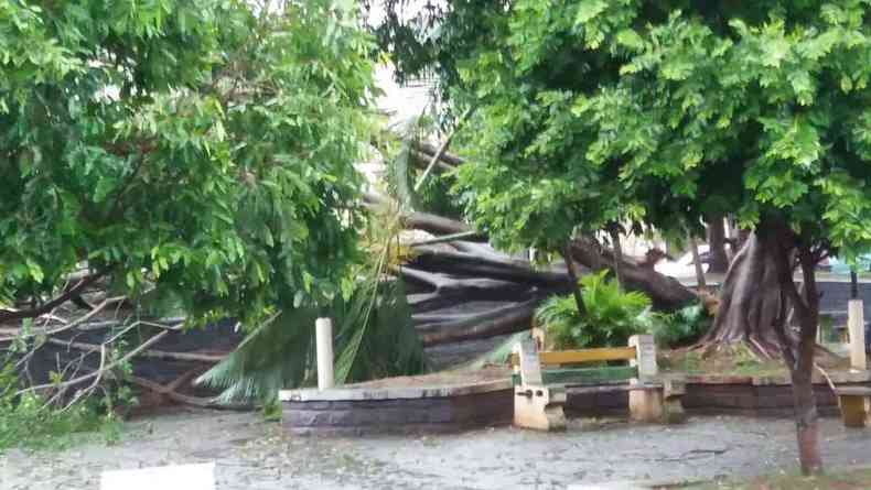 rvore arrancada na Praa 7 de setembro no centro da cidade(foto: Rede Sociais)