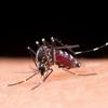 Período de chuvas favorece proliferação da dengue