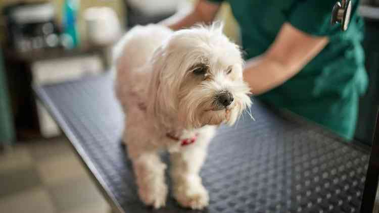 Cachorro sendo avaliado por veterinrio