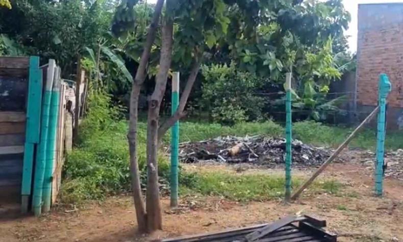 Os animais foram queimados dentro de um terreno baldio