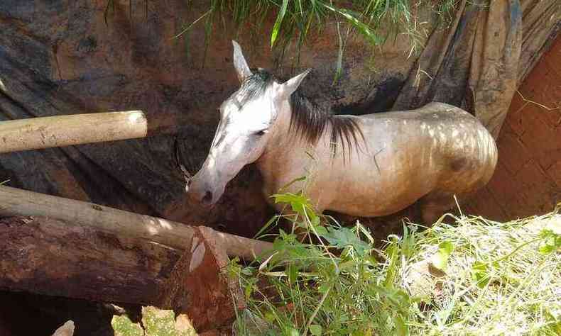 Cavalo, de cinco anos, caiu numa fossa localizada nos fundos de uma residncia(foto: CBMG/Divulgao )