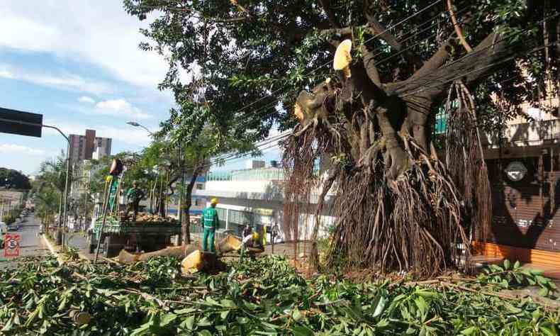 Funcionrios da Prefeitura fizeram o corte de alguns galhos da rvore(foto: Gladyston Rodrigues/EM/D.A.Press)