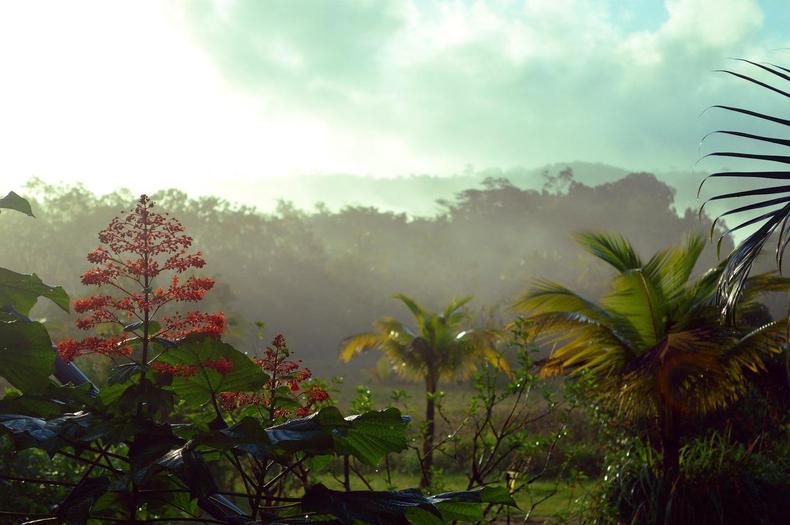 Floresta tropical na Guiana Francesa