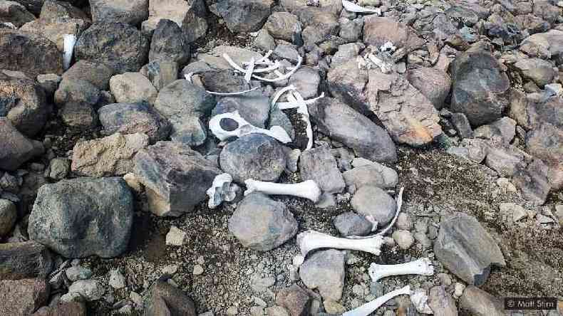 Fragmentos do esqueleto de um biso americano, outrora preservados no gelo, tambm sugerem que esses animais j viveram em altitudes muito mais altas(foto: Matt Stirn)